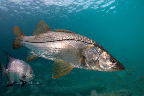 Brochet de mer 