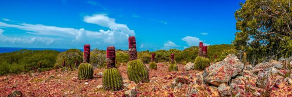 Cactus tête à l’anglais