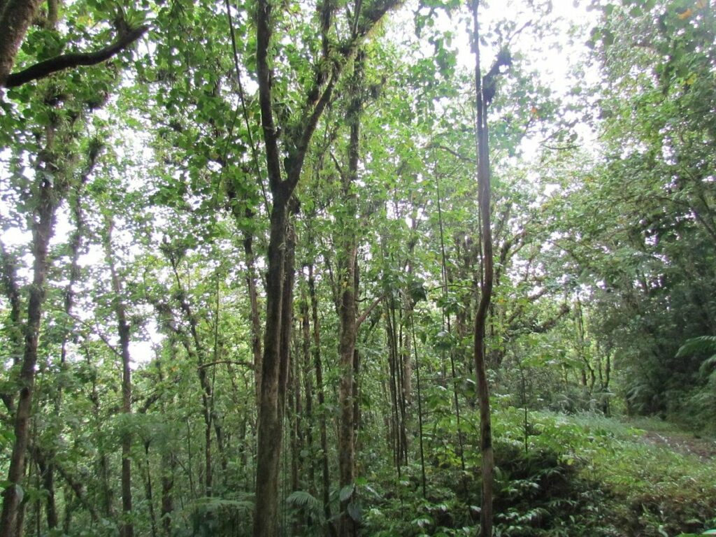 EDMUND FOREST RESERVE – SAINTE-LUCIE 