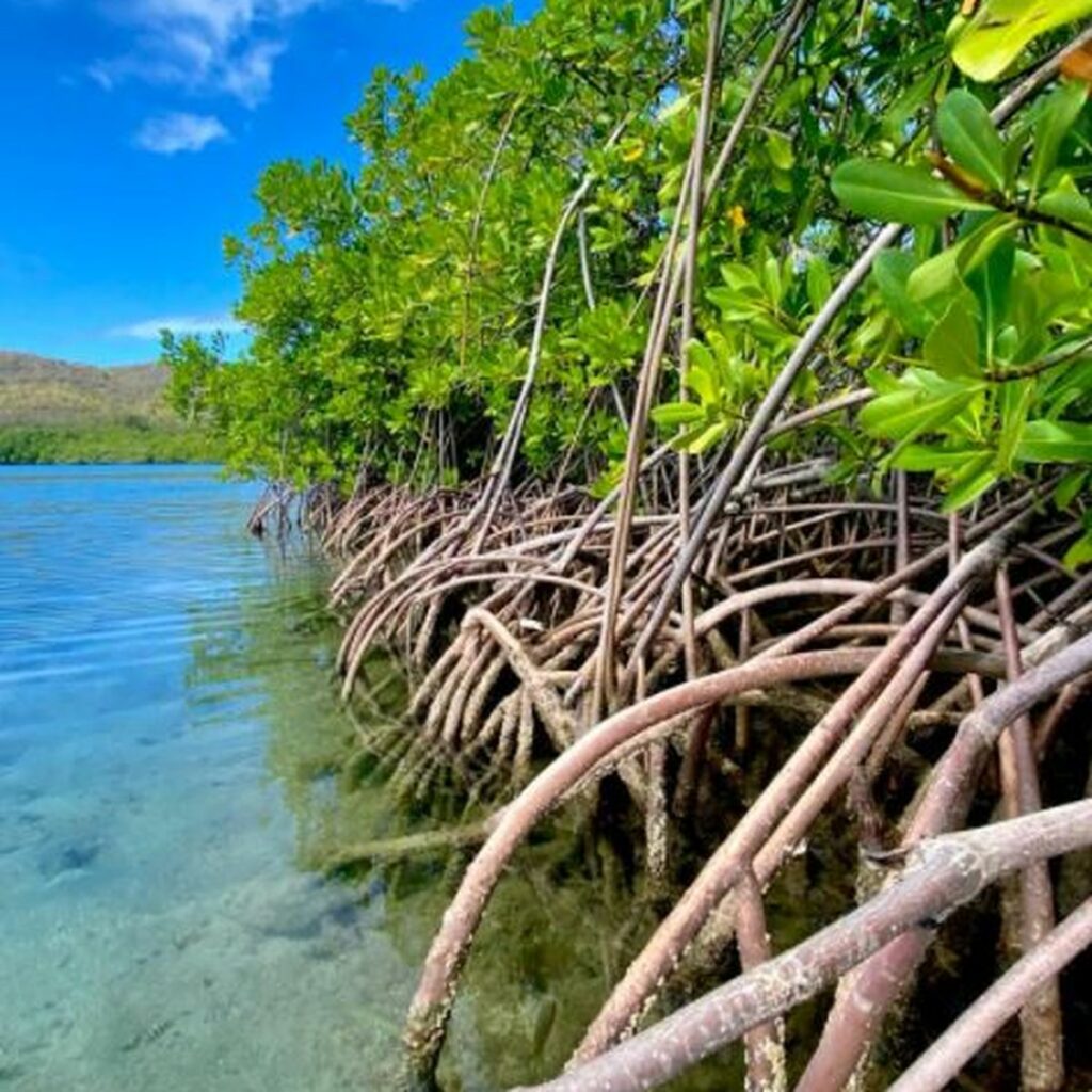 MA KÔTÉ MANGROVE – SAINTE-LUCIE 