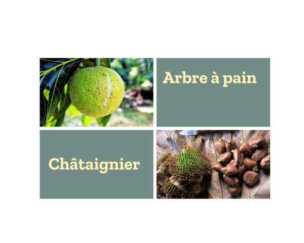 Arbre à pain/Châtaignier pays