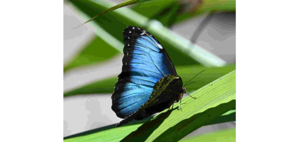 LE GRAND MORPHO BLEU